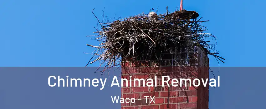  Chimney Animal Removal Waco - TX