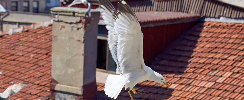 Residential Chimney Animal Removal Solution in Waco, TX